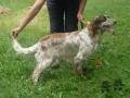 Setter Anglais DELPHES DES ORANGES D'EOLE Setter Anglais DELPHES DES ORANGES D'EOLE
